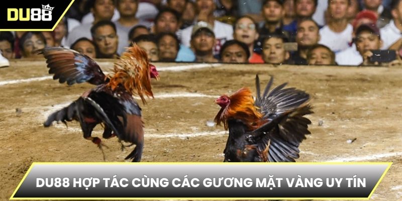 DU88 hợp tác cùng các gương mặt vàng uy tín